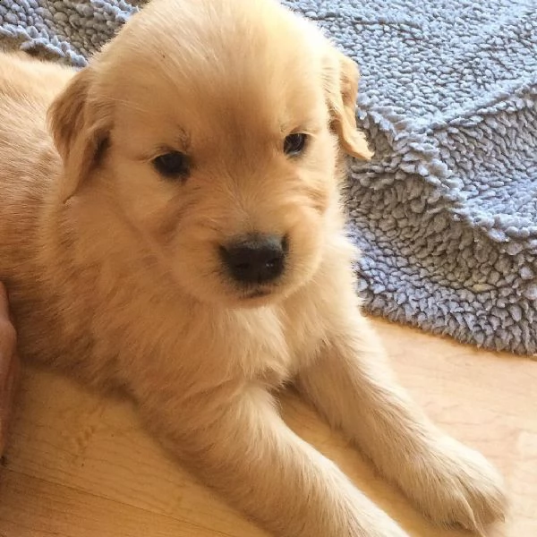 cuori d'oro in cerca di una famiglia amorevole - cuccioli di golden retriever in vendita