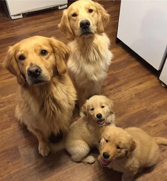 vendo adorabili cuccioli di golden retriever sani e ben socializzati