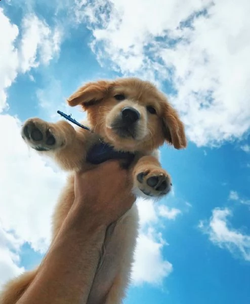 vendo adorabili cuccioli di golden retriever sani e ben socializzati | Foto 1