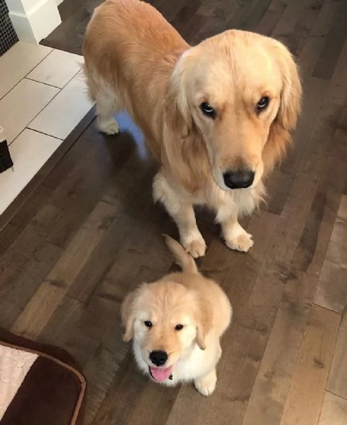 vendo adorabili cuccioli di golden retriever sani e ben socializzati | Foto 0