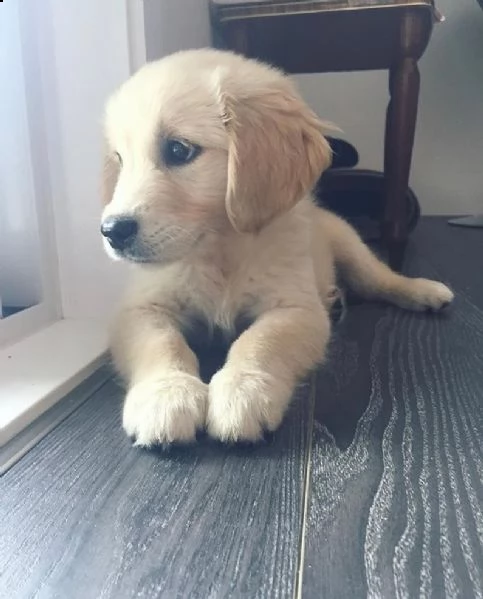 adorabili cuccioli di golden retriever in cerca di una casa amorevole! | Foto 0