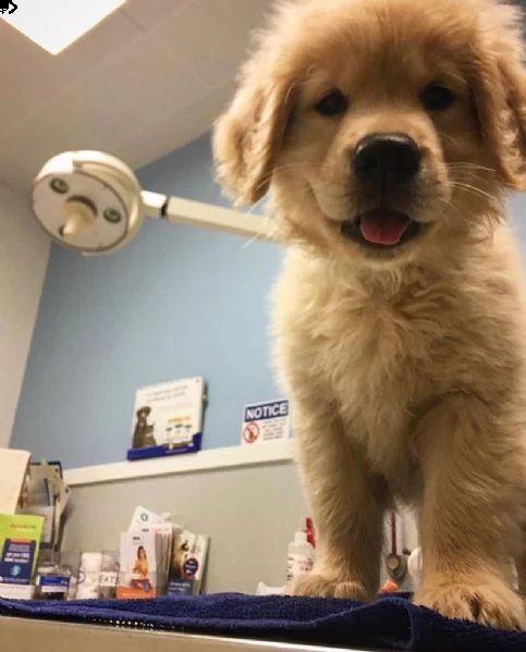 adorabili cuccioli di golden retriever in cerca di una casa amorevole!