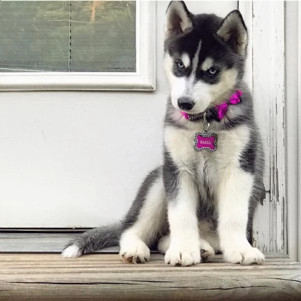 bellissimi cuccioli di siberian husky in cerca di una famiglia amorevole!