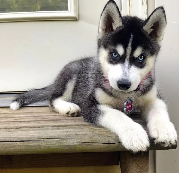 vendo cuccioli di siberian husky dall'aspetto mozzafiato e dal temperamento affascinante. 