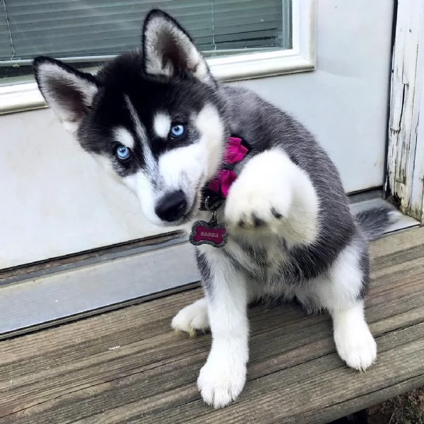 stai cercando dei cuccioli di siberian husky adorabili e affascinanti? 