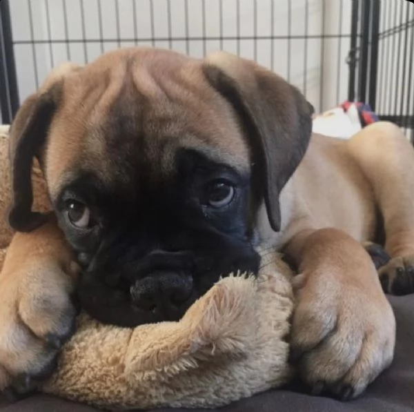 regalo abbiamo cuccioli di bullmastiff sono bullmastiff di dimensioni . sono registrati akc. sono mo