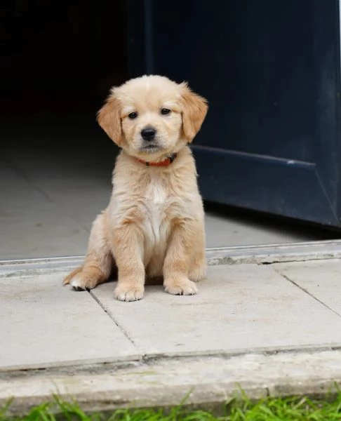 3 cuccioli di golden retriever con pedigree-