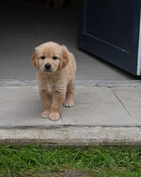 3 cuccioli di golden retriever con pedigree- | Foto 1