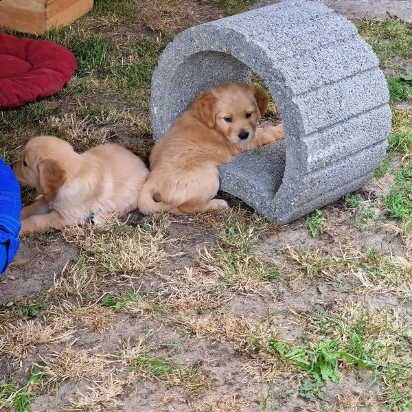 3 cuccioli di golden retriever con pedigree- | Foto 0