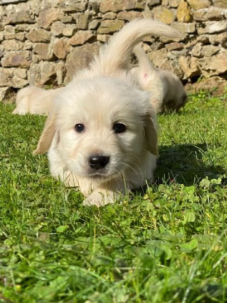 regala cuccioli di labrador whatsapp ( 0039 353 317 4023 ) | Foto 1