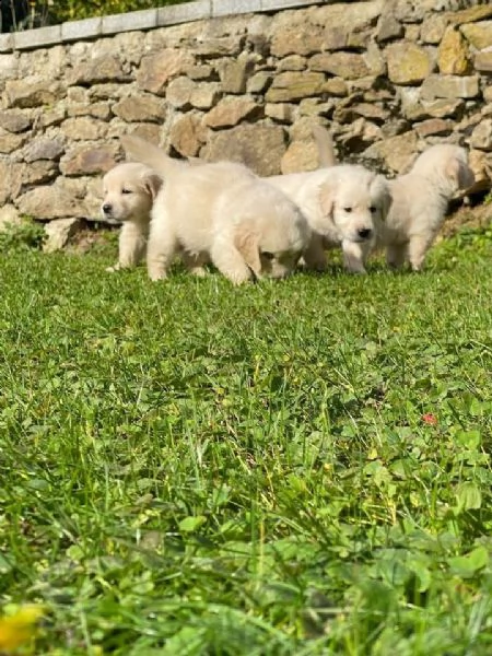 regala cuccioli di labrador whatsapp ( 0039 353 317 4023 )