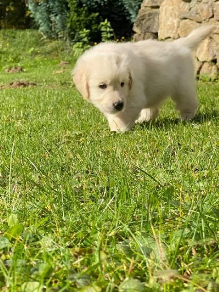 regala cuccioli di labrador whatsapp ( 0039 353 317 4023 ) | Foto 0