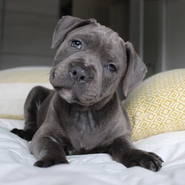 cuori teneri cercano una casa amorevole! cuccioli di pitbull in vendita!