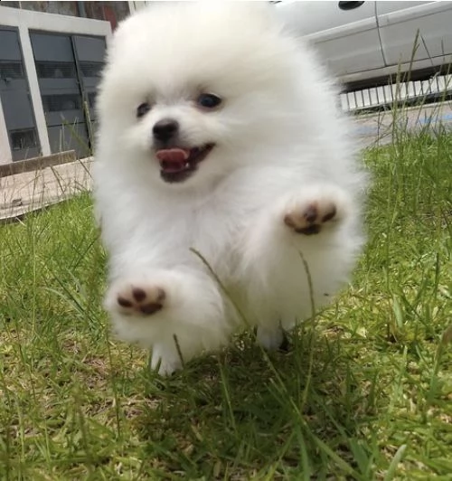 incredibile cucciolo di pomerania | Foto 1