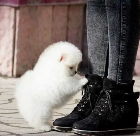 incredibile cucciolo di pomerania | Foto 0