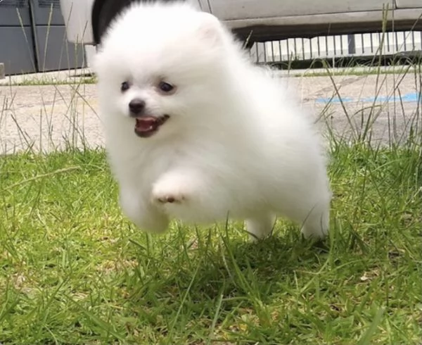 incredibile cucciolo di pomerania