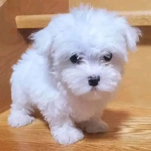 maltese mini toy!!!!