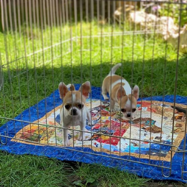 bellissimi cuccioli di chihuahua in adozione maschi e femmine darling teacup triple coat white teacu | Foto 0