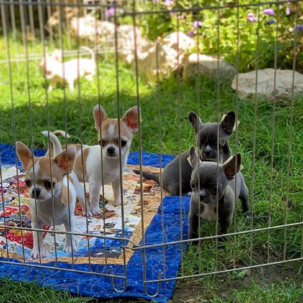 bellissimi cuccioli di chihuahua in adozione maschi e femmine darling teacup triple coat white teacu