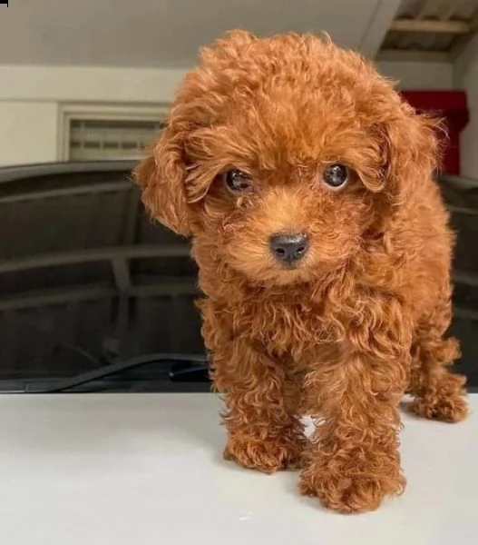 cuccioli barboncini toy piccoli 