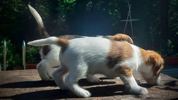 JACK RUSSELL CUCCIOLI