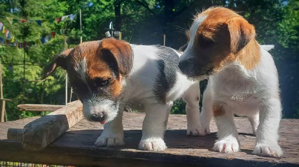 JACK RUSSELL CUCCIOLI | Foto 6