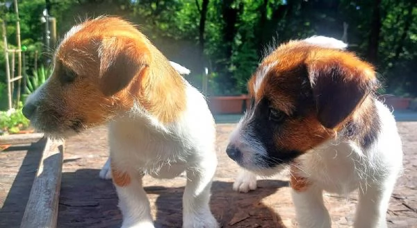 JACK RUSSELL CUCCIOLI | Foto 4