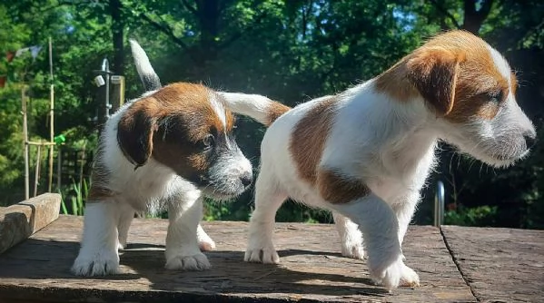 JACK RUSSELL CUCCIOLI