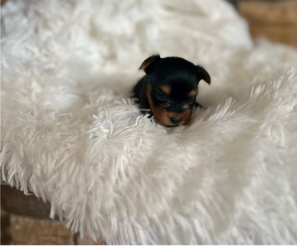 cuccioli di yorkie femmine in adozione | Foto 1