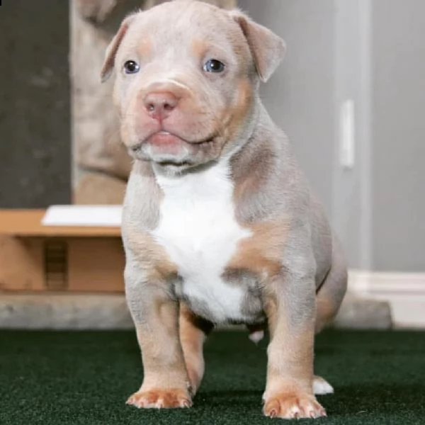 adorabile pitbull in adozione, | Foto 0