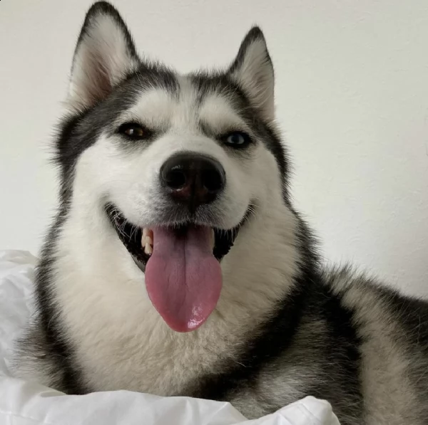 regalo cuccioli di razza siberiano husky consegna con il libretto sanitario,  il michrochip, vaccina