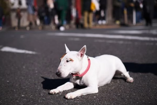 regalo bull terrier con pedigree consegna con : libretto sanitario, vaccini certificati dal veterina