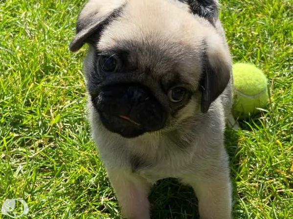 cuccioli di carlino maschio e femmina | Foto 4