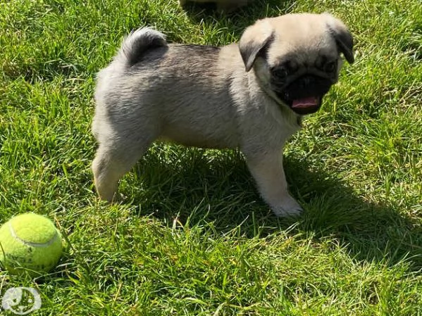 cuccioli di carlino maschio e femmina | Foto 3