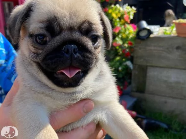 cuccioli di carlino maschio e femmina | Foto 2