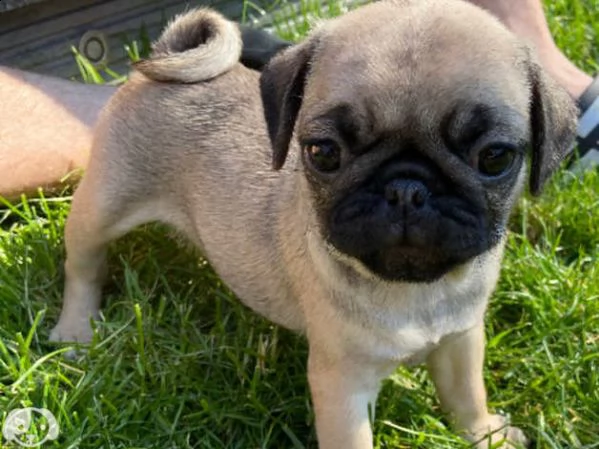 cuccioli di carlino maschio e femmina | Foto 1