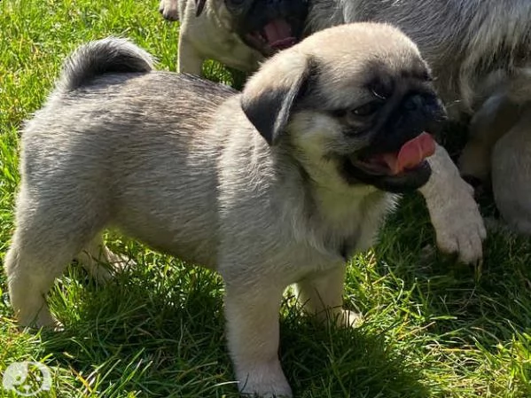 cuccioli di carlino maschio e femmina