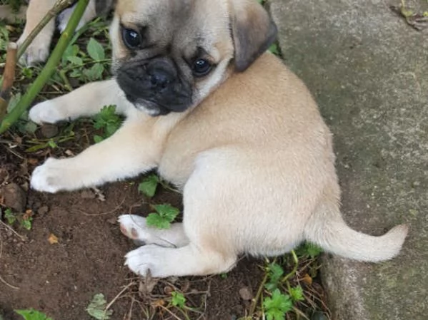 cuccioli di carlino maschio e femmina | Foto 0