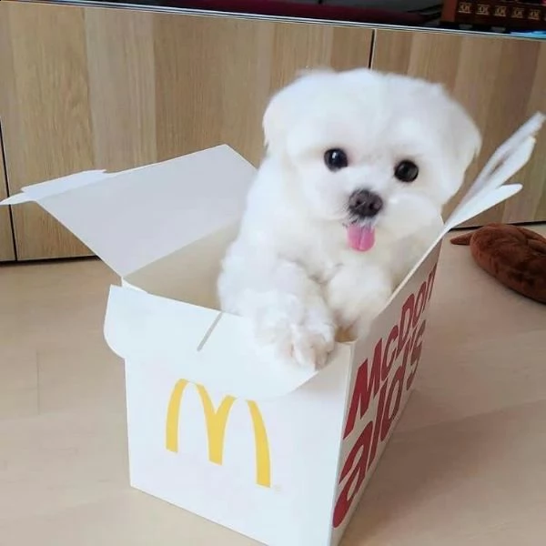 bellissimi cuccioli di maltese teacup in vendita bellissimi cuccioli di teacup maltese pronti per og