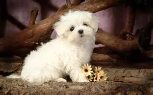 regalo : adorabili cuccioli di maltese toy