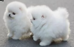 regalo volpino pomerania cuccioli