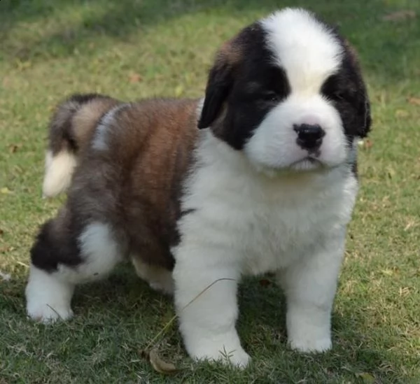 pura razza cuccioli di san bernardo per adozione