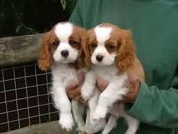 regalo bellissimi cavalier king charles spaniel maschi