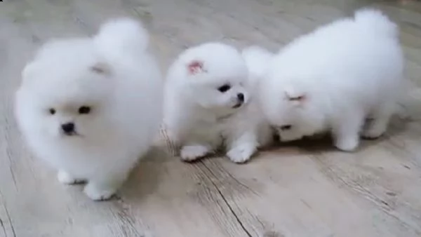 cuccioli di pomerania mini toy.