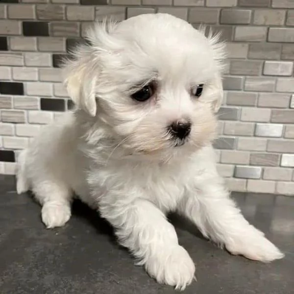 cuccioli di razza maltese toy