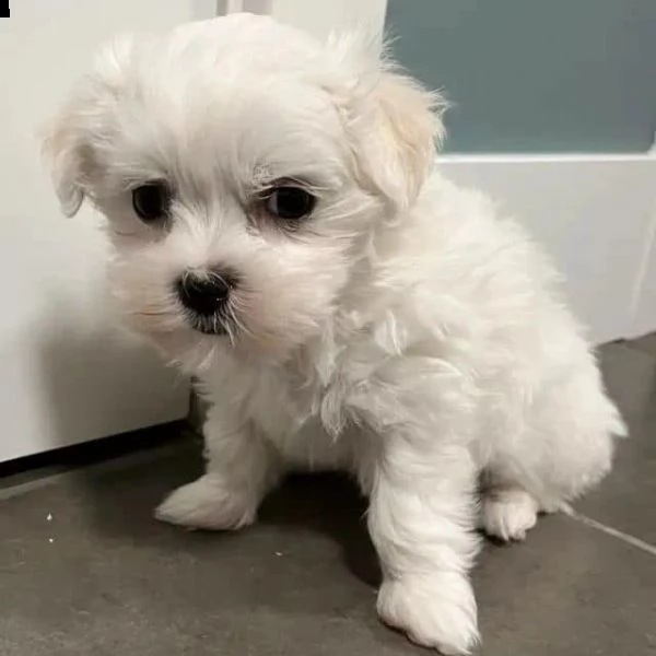 cuccioli di maltese toy