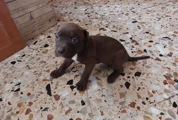 regalo pitbull in adozione whatsapp ( 0039 353 317 4023 ) | Foto 2