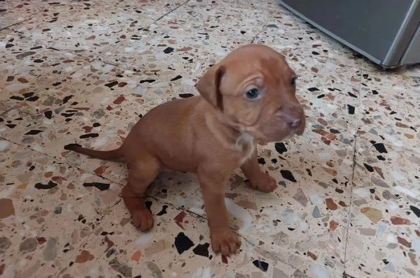 regalo pitbull in adozione whatsapp ( 0039 353 317 4023 ) | Foto 0