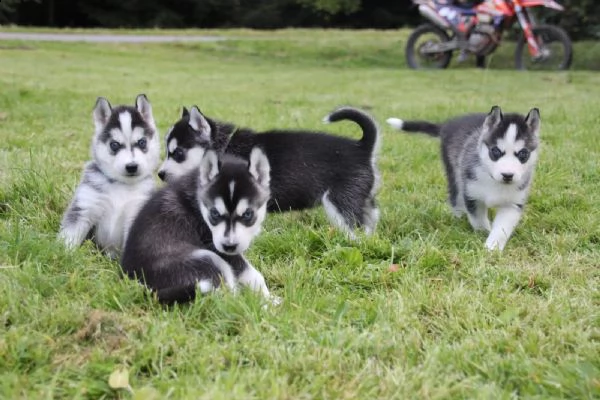 disponibili cuccioli di siberian husky