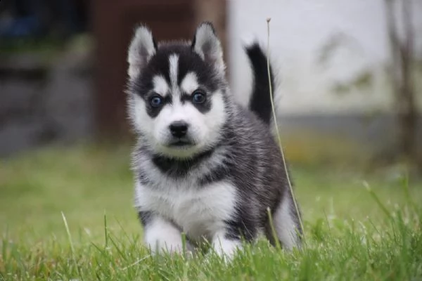 disponibili cuccioli di siberian husky | Foto 1